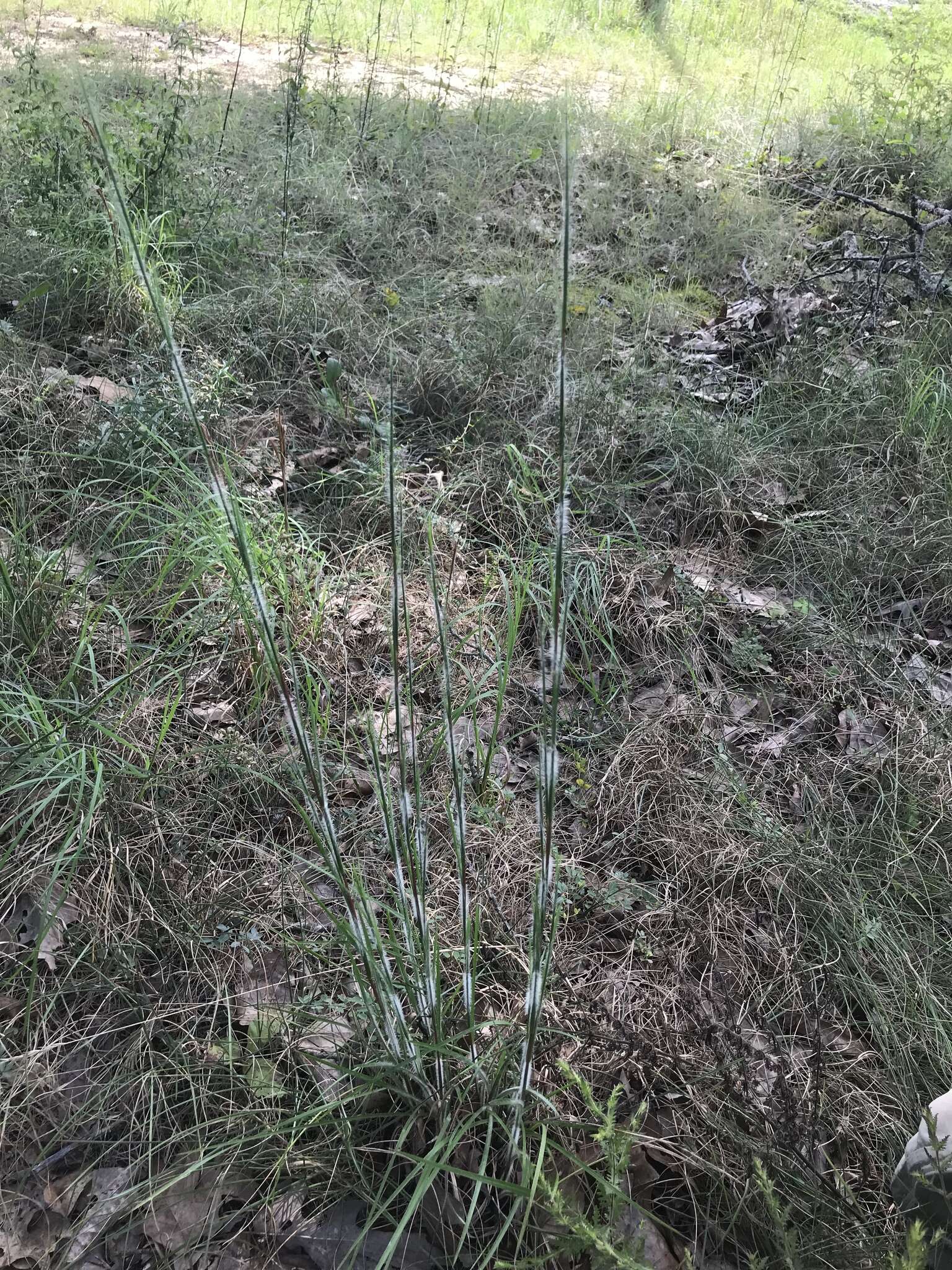 Schizachyrium scoparium subsp. divergens (Hack.) Gandhi & Smeins resmi