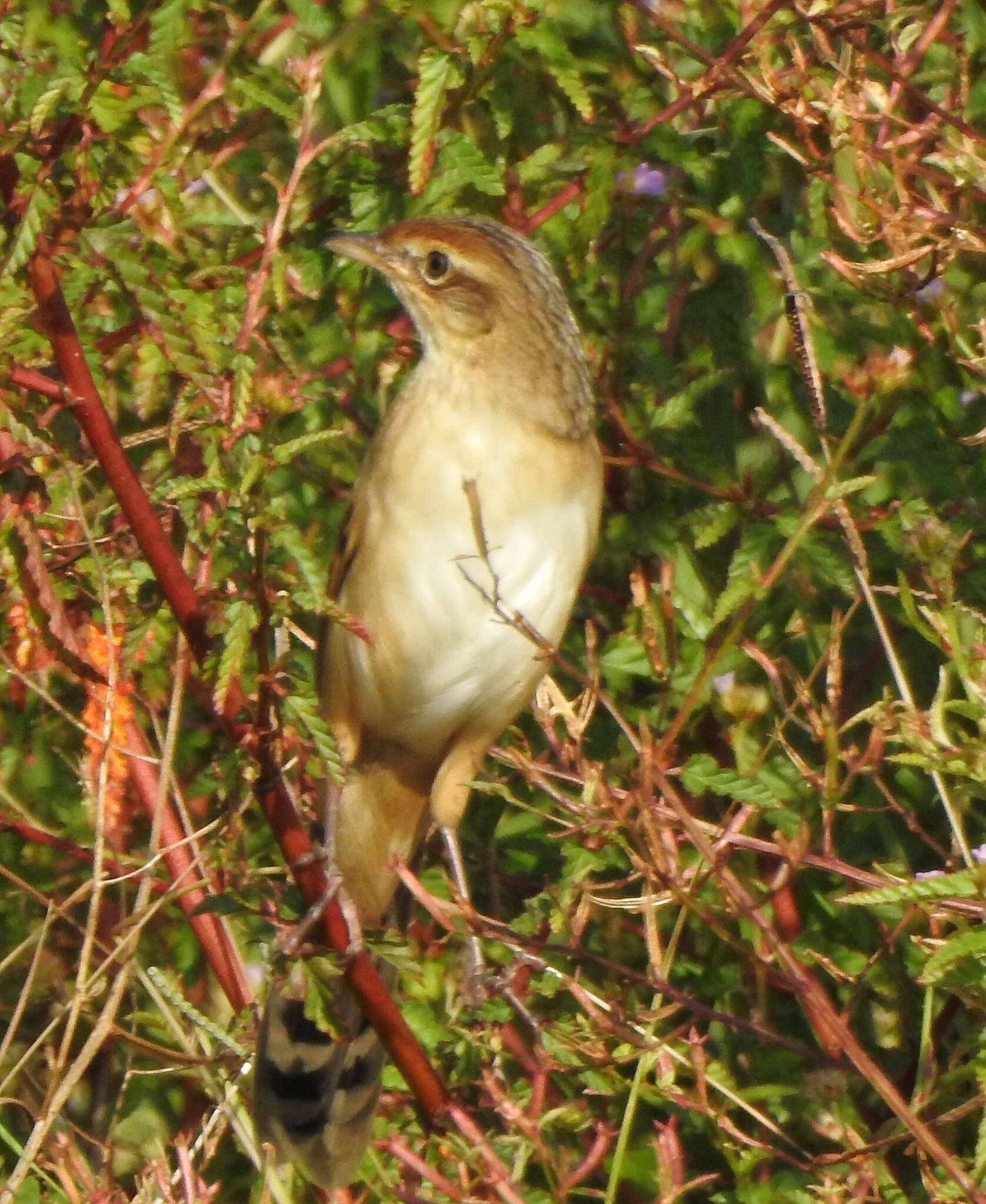 Plancia ëd Schoenicola striatus (Jerdon 1841)