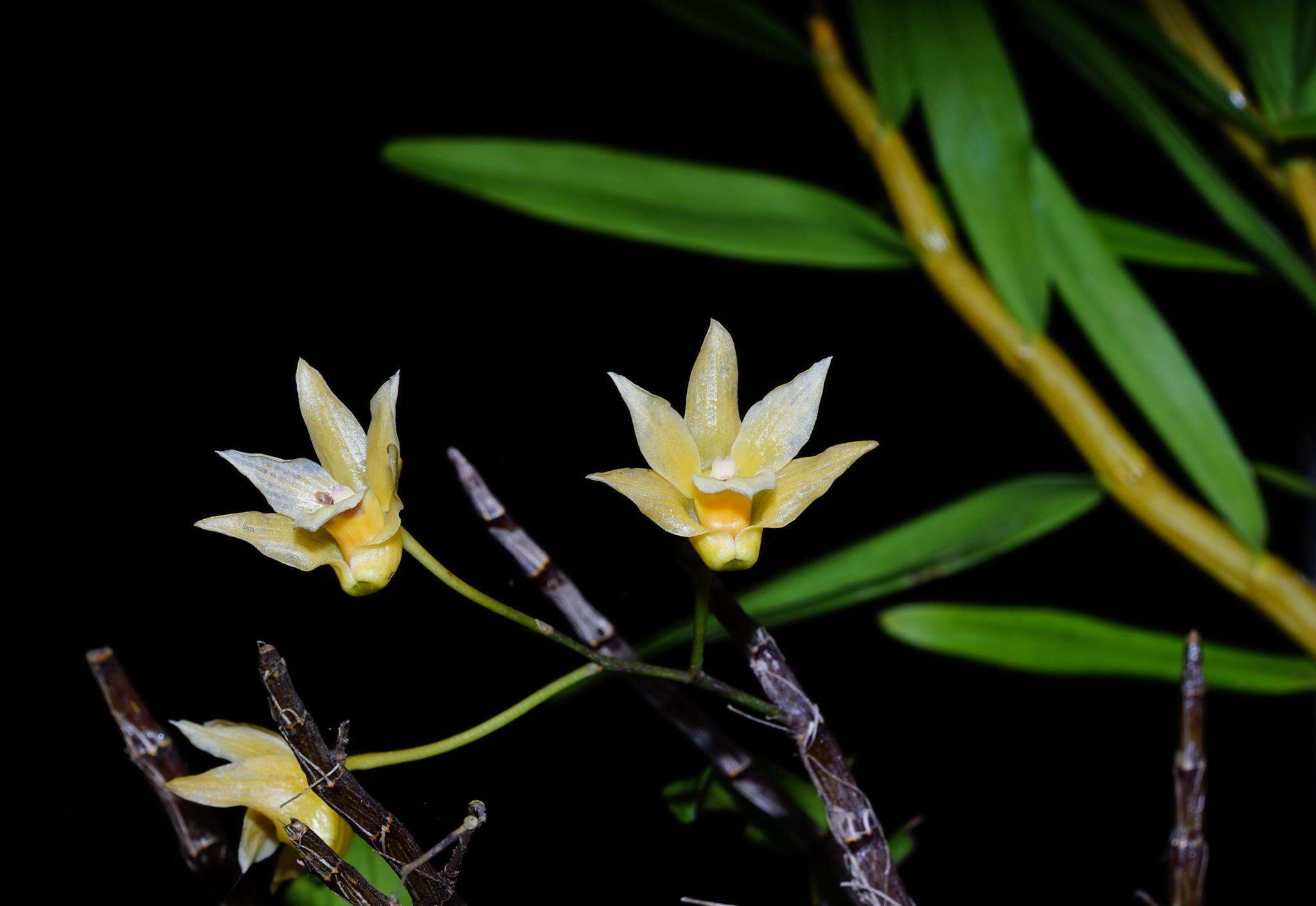 Imagem de Dendrobium catenatum Lindl.