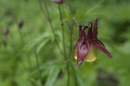 Image of Aquilegia oxysepala Trautv. & C. A. Mey.