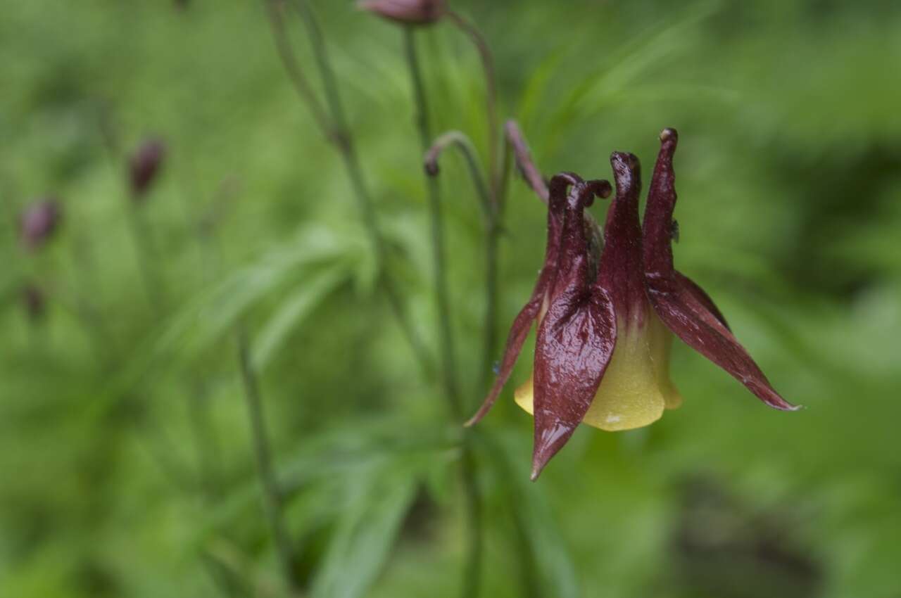 Plancia ëd Aquilegia oxysepala Trautv. & C. A. Mey.