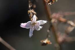 Sivun Stephanomeria exigua subsp. deanei (J. F. Macbr.) Gottlieb kuva