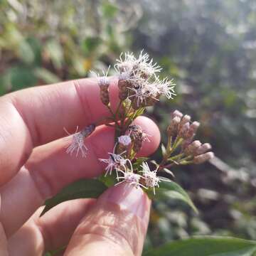 Plancia ëd Chromolaena quercetorum (L. O. Williams) R. King & H. Rob.