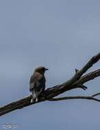 Image of Dusky Woodswallow