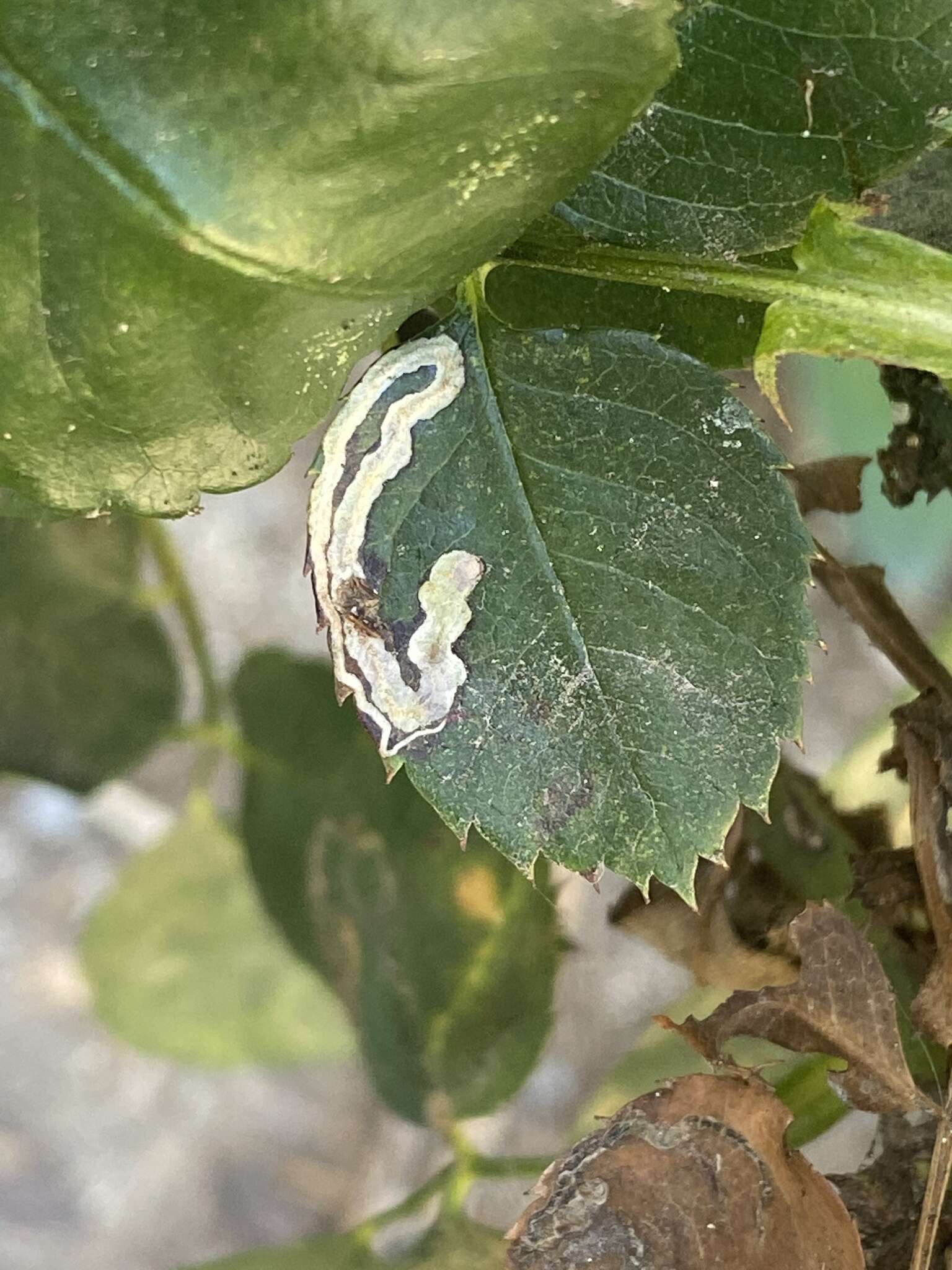 Sivun Stigmella centifoliella (Zeller 1848) Beirne 1945 kuva