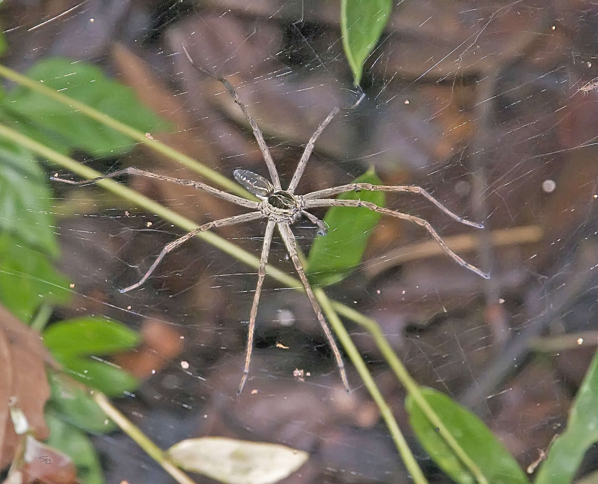 Image of Aglaoctenus lagotis (Holmberg 1876)