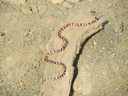 Image of Mertens' Coral Snake