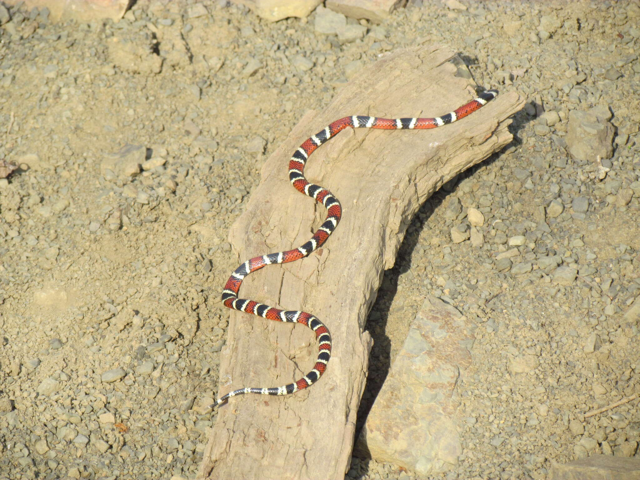 Micrurus mertensi K. P. Schmidt 1936 resmi