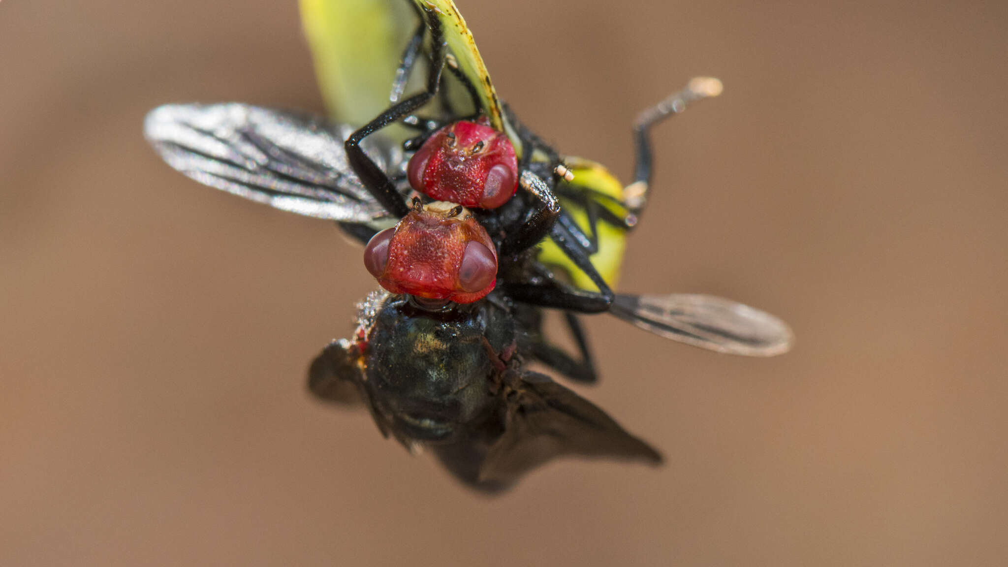 Image of Bromophila