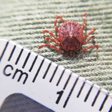 Image of Kangaroo tick