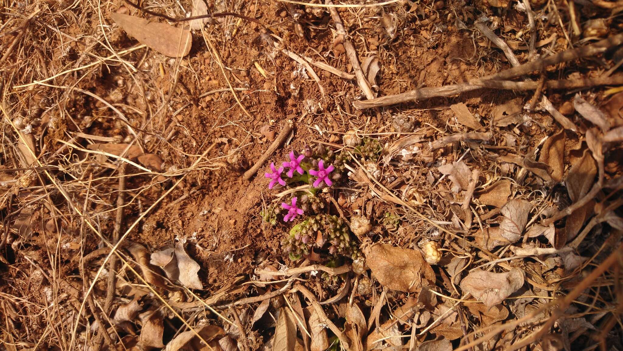 Raphionacme hirsuta (E. Mey.)的圖片