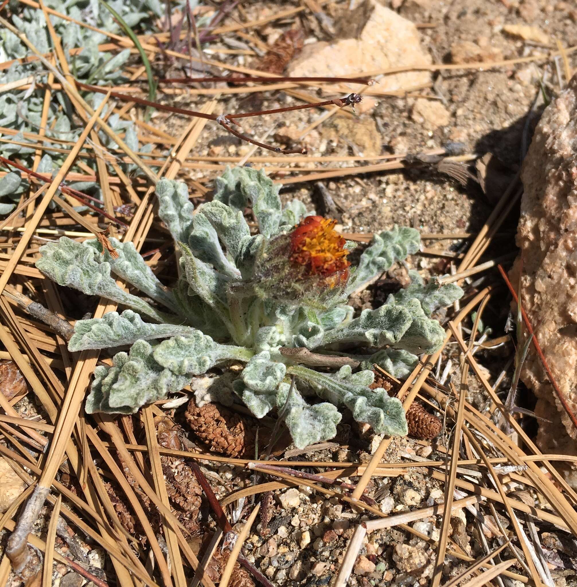 Plancia ëd Hulsea vestita subsp. parryi (A. Gray) Wilken