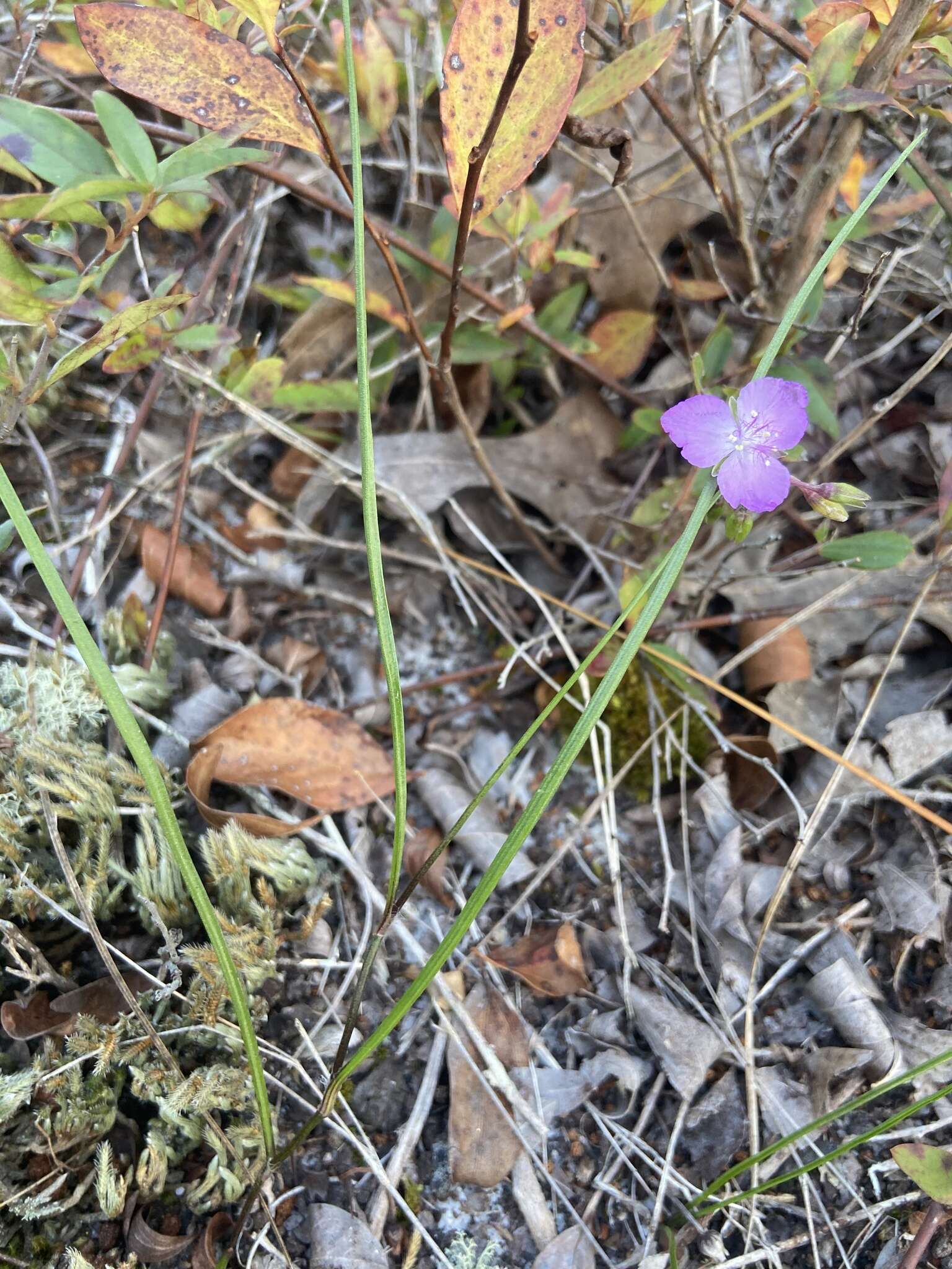 Image de Callisia graminea (Small) G. C. Tucker