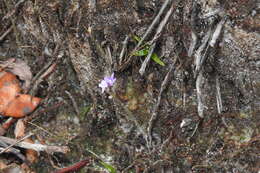 Image of Utricularia minutissima Vahl