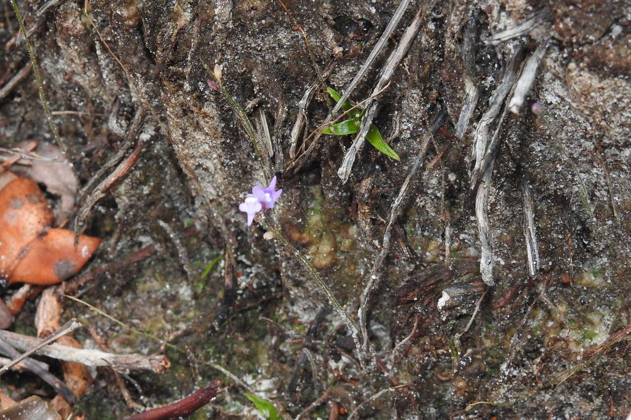 Image of Utricularia minutissima Vahl