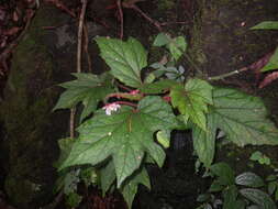 Слика од Begonia baviensis Gagnep.