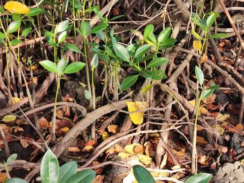 Image of Mangrove