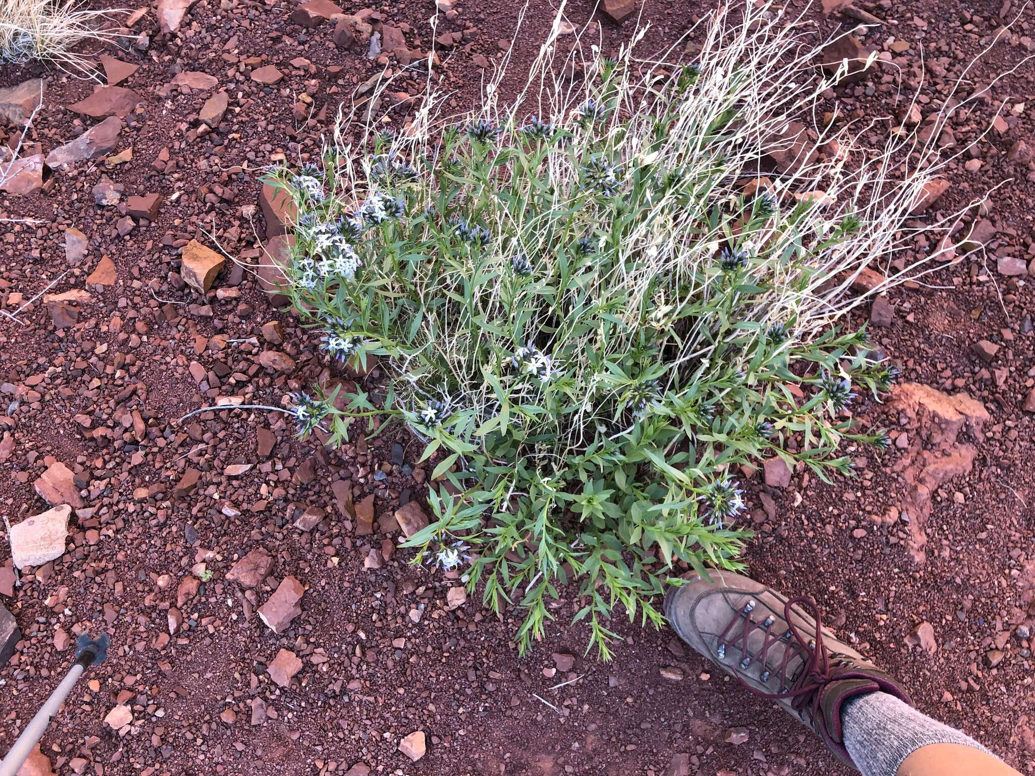 Imagem de Amsonia tomentosa var. stenophylla Kearney & Peebles