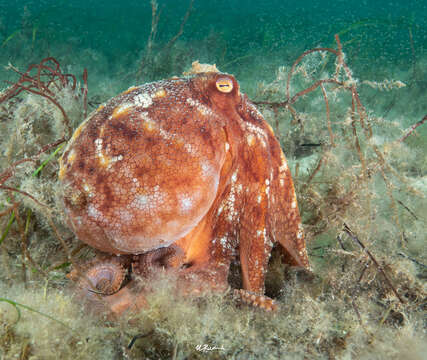 Слика од Octopus pallidus Hoyle 1885