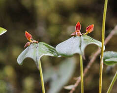 Image of Pleurothallis coriacardia Rchb. fil.