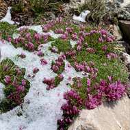 Image of dwarf clover