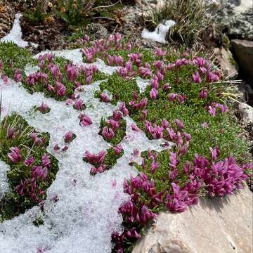 Слика од Trifolium nanum Torr.