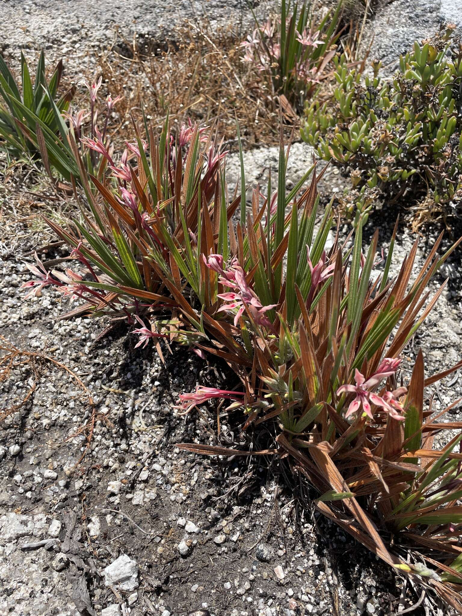 Babiana tubulosa (Burm. fil.) Ker Gawl. resmi