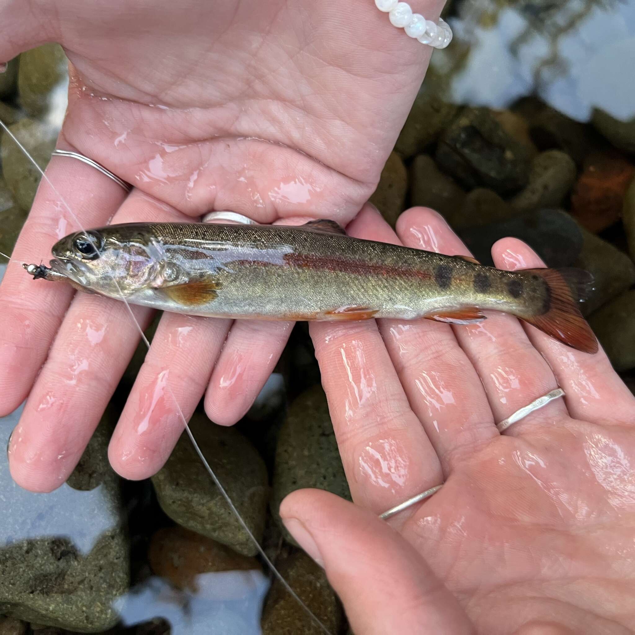 Image of Oncorhynchus mykiss stonei (Jordan 1894)