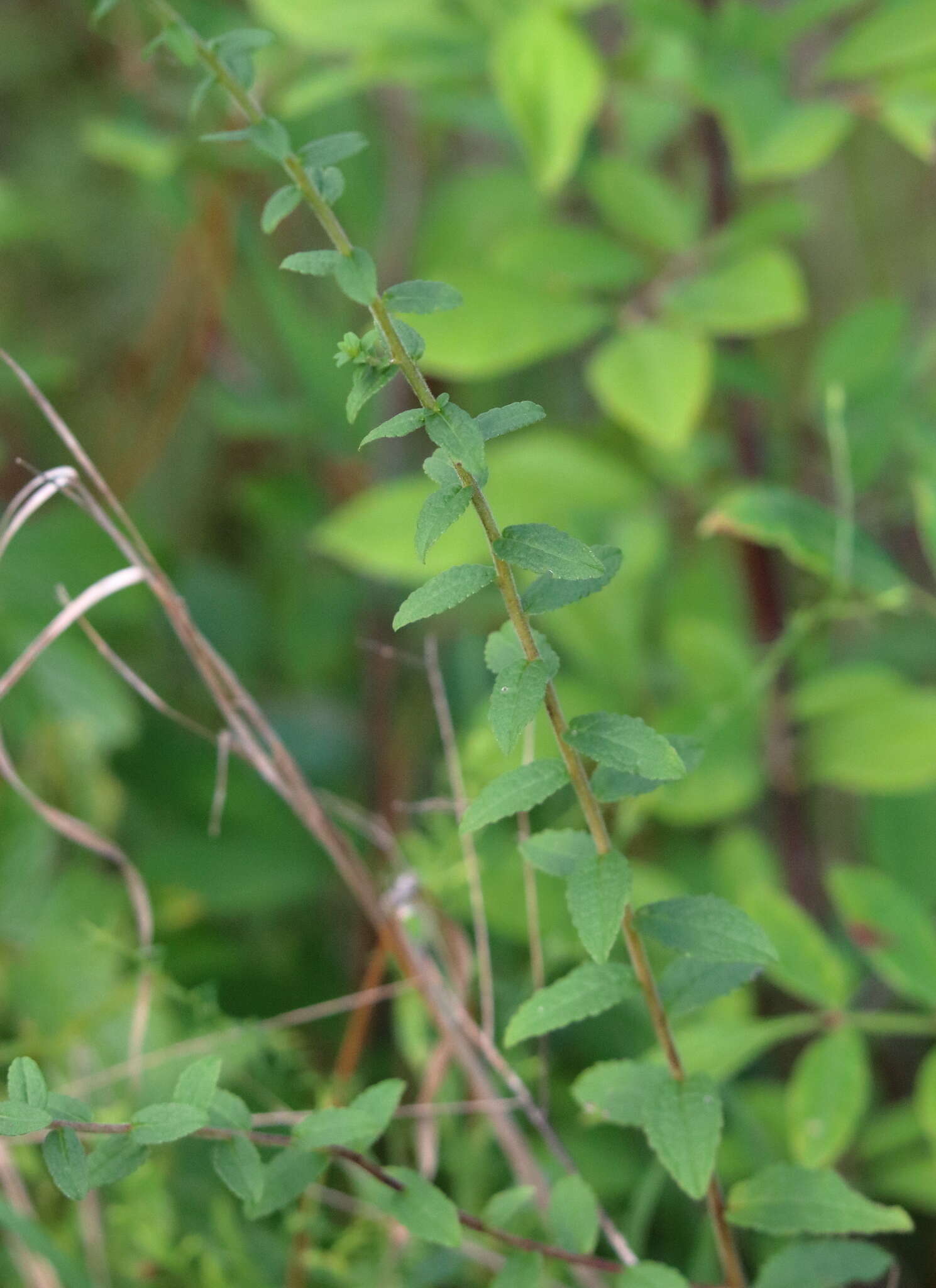 Image of wrinkleleaf goldenrod