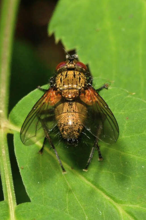 Image of Allophorocera ferruginea (Meigen 1824)