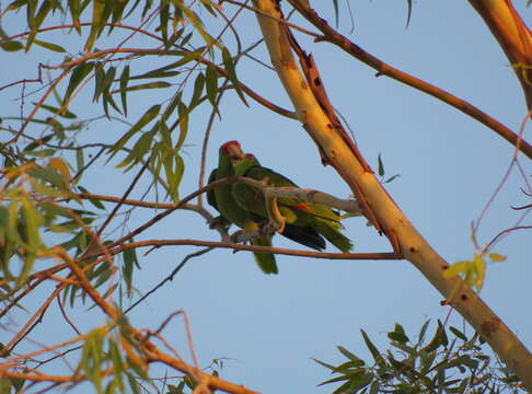 Image of Green-cheeked Amazon