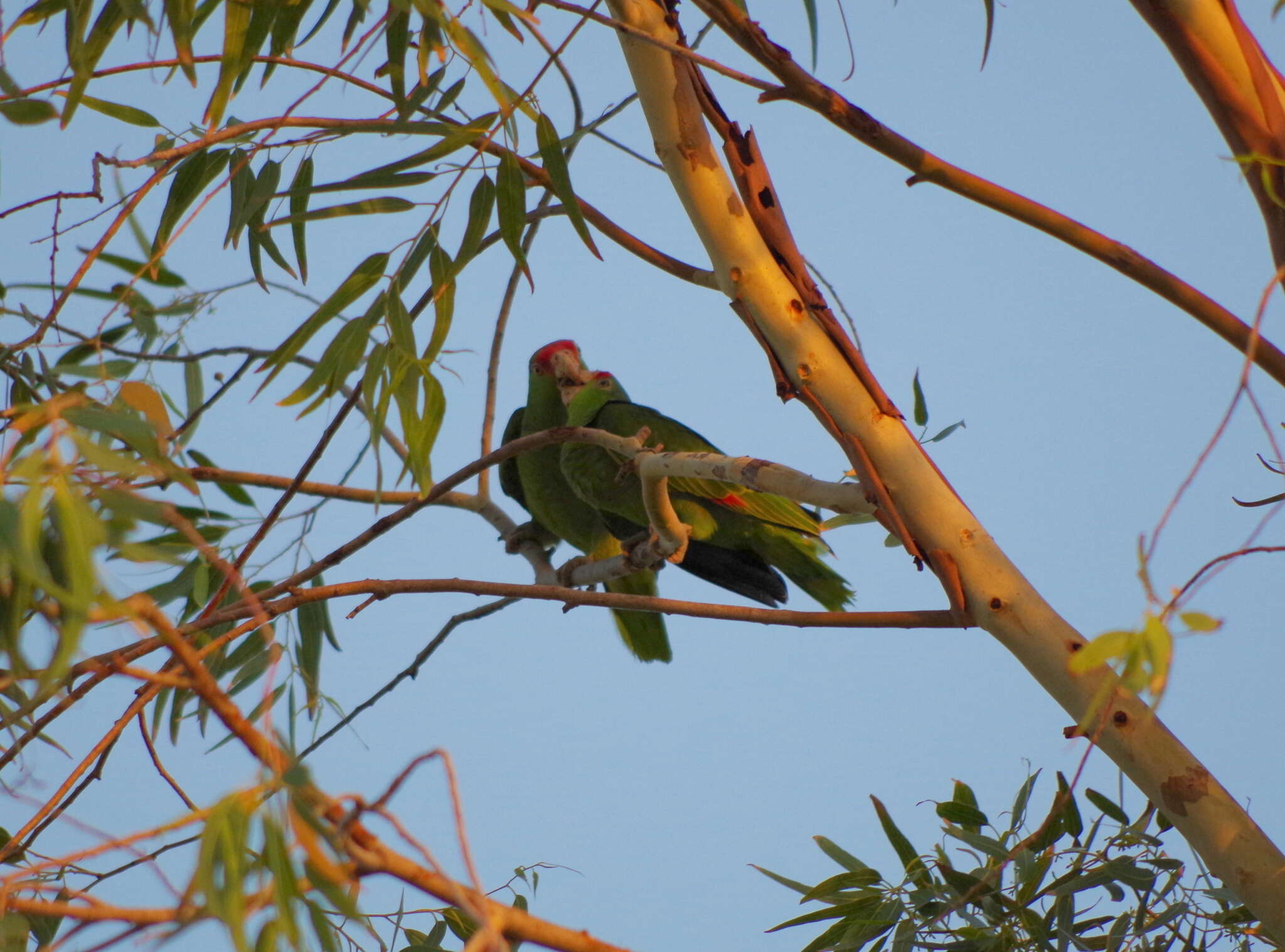 Imagem de Amazona viridigenalis (Cassin 1853)