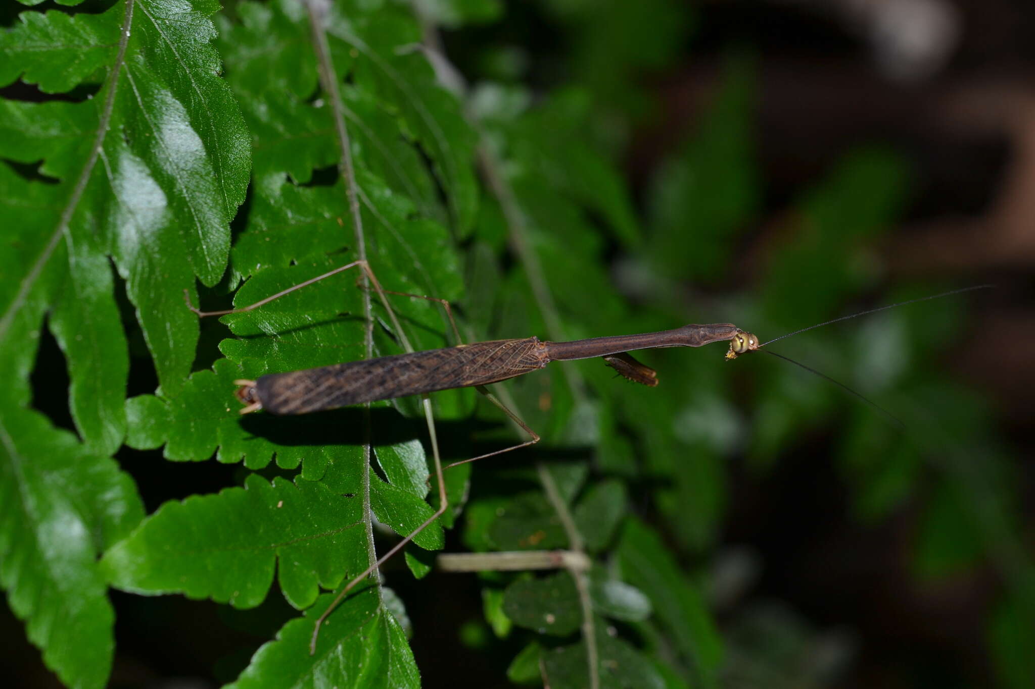 Image of Tagalomantis manillensis Saussure 1870