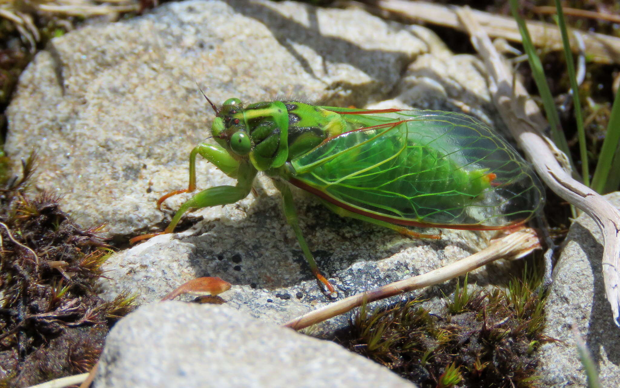 Image of clock cicada