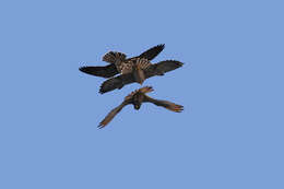 Image of Sooty Falcon