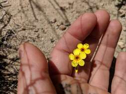 Image of golden linanthus