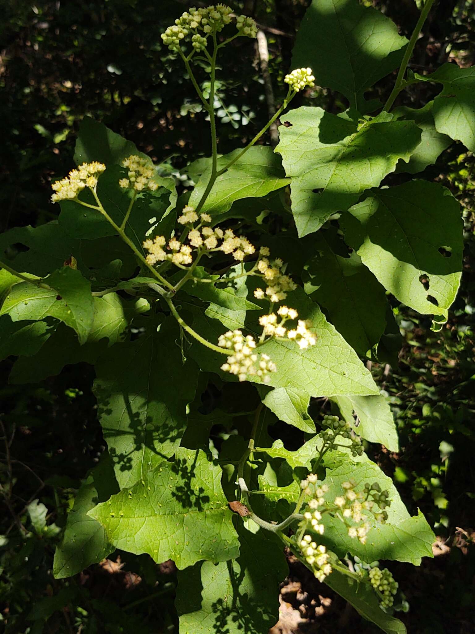 Image of Parthenium fruticosum Less.