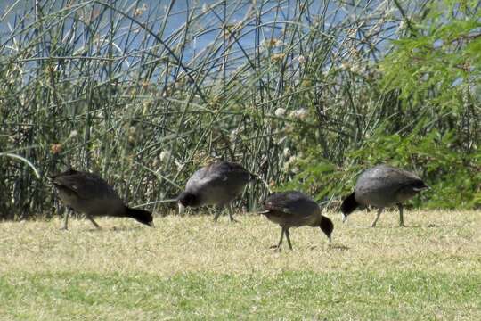 Image of Fulica americana americana Gmelin & JF 1789