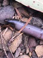 Image of Blackish Blind Snake