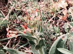 Image of Hesperis tristis L.