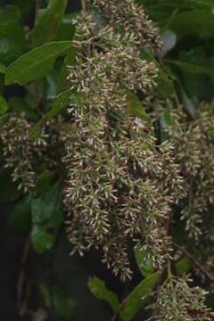 Image of Brachylaena discolor var. transvaalensis (E. Phillips & Schweick.) H. J. Beentje