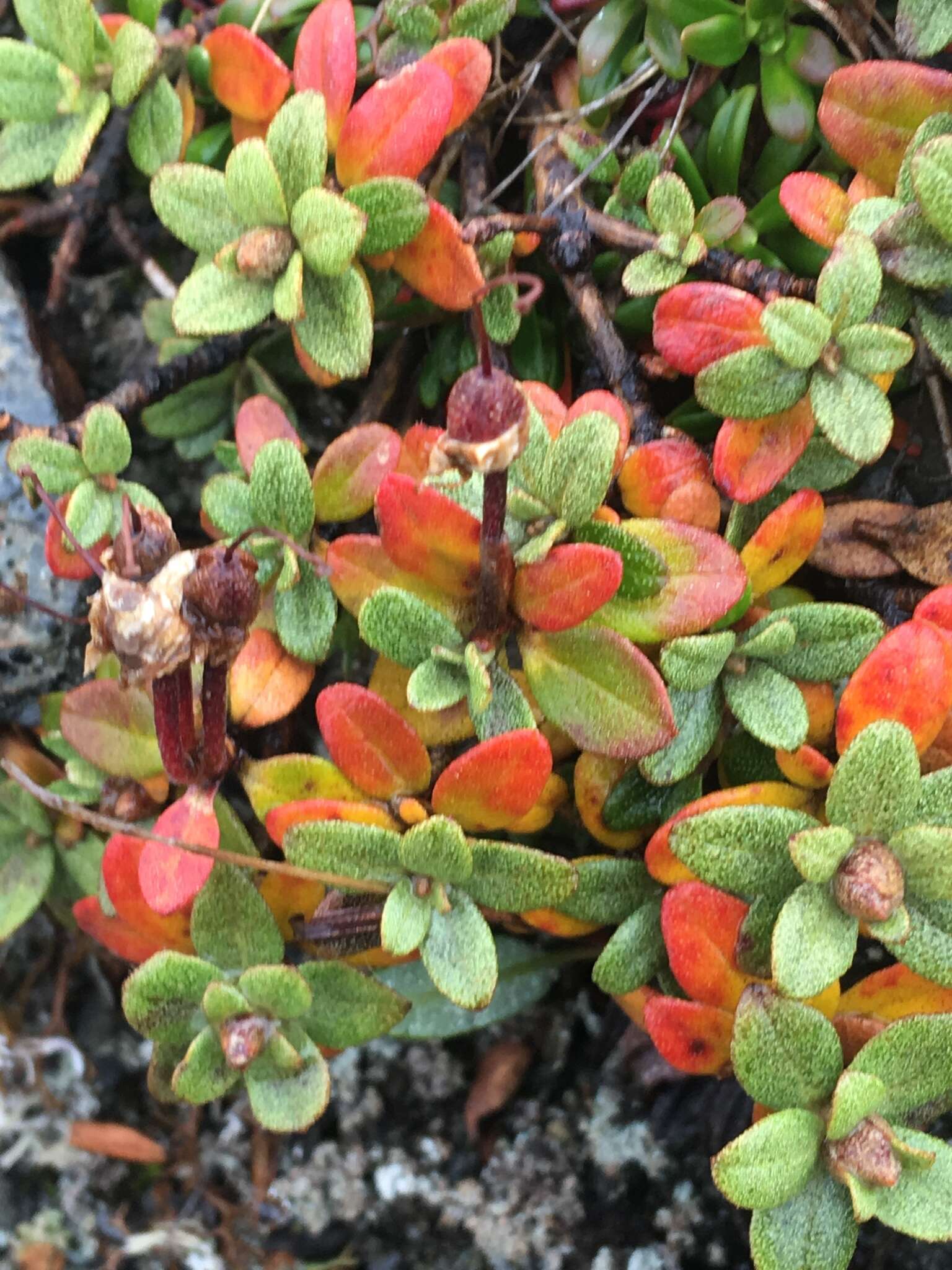 صورة Rhododendron lapponicum (L.) Wahlenb.