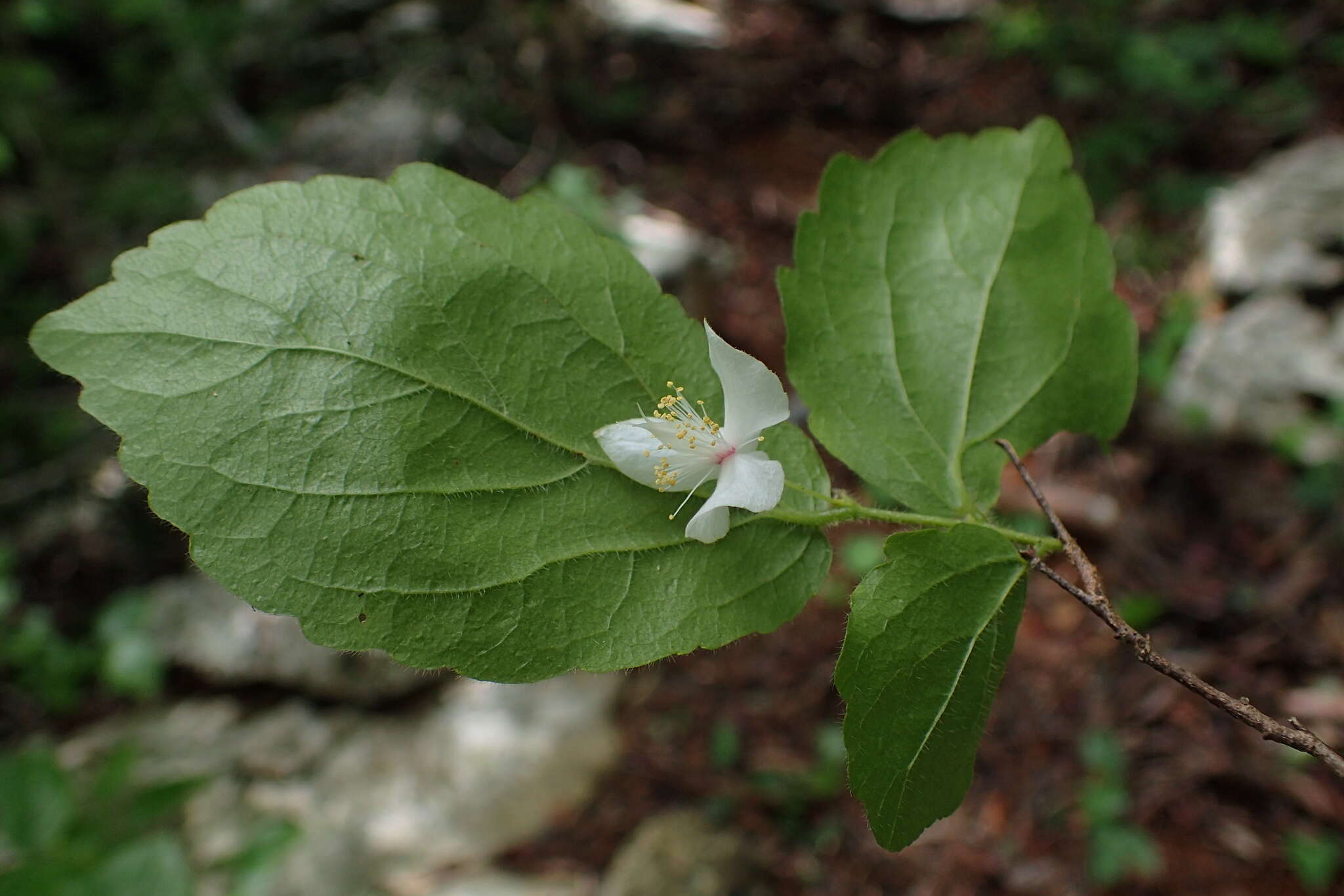 Image of Tisonia palmatinervis Sleum.