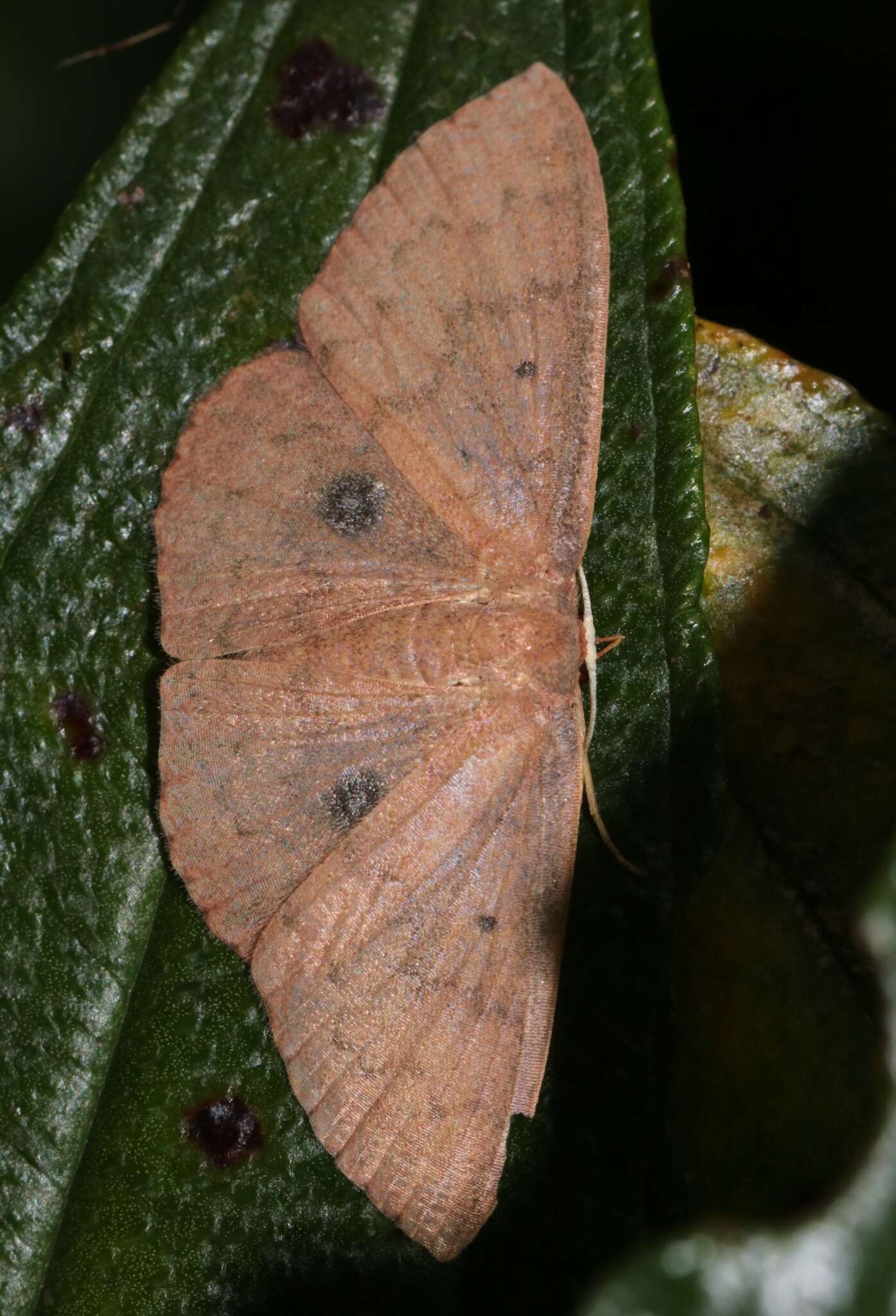 Image of Organopoda carnearia Walker 1861