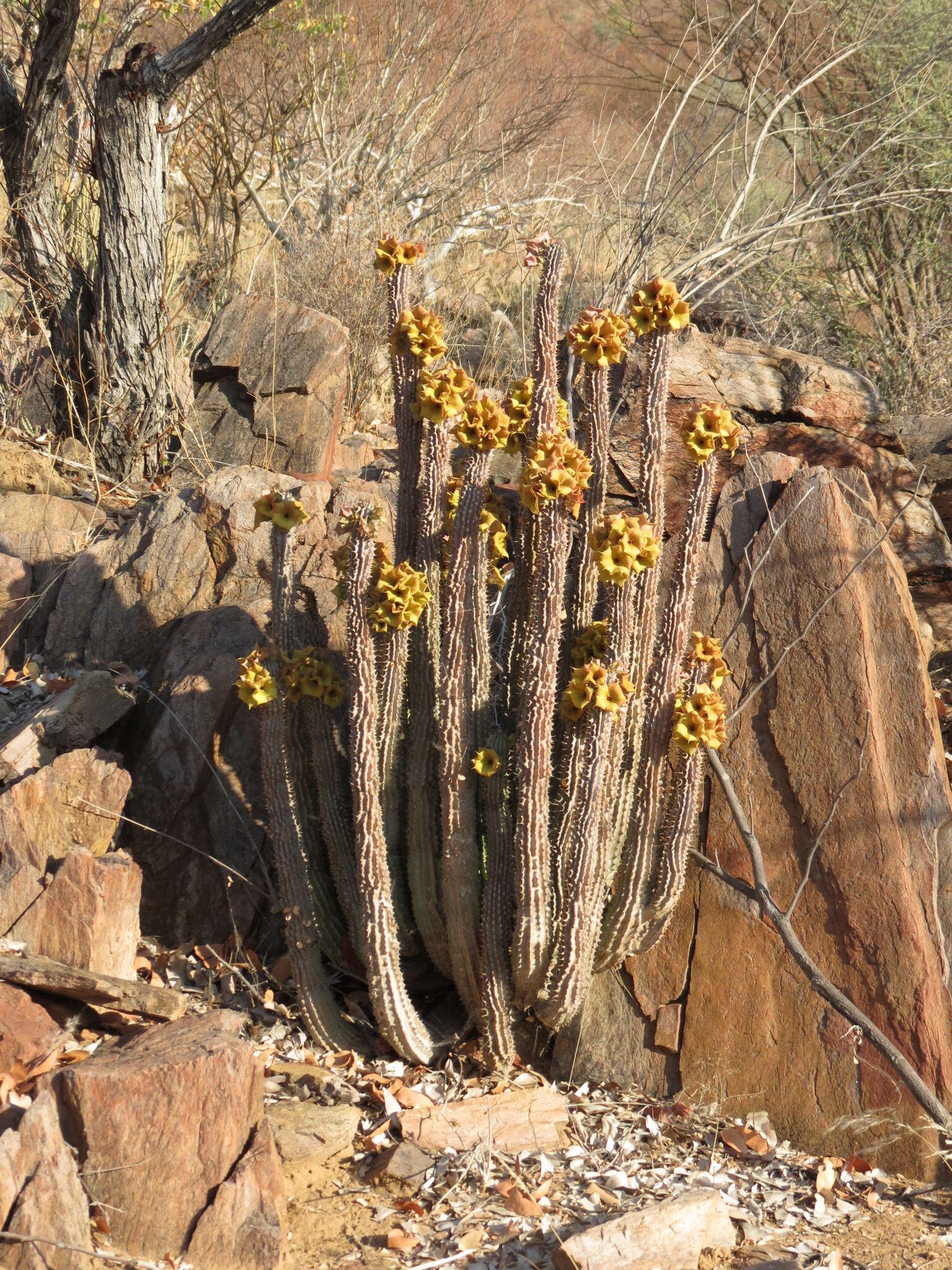 Image of Ceropegia floriparva Bruyns