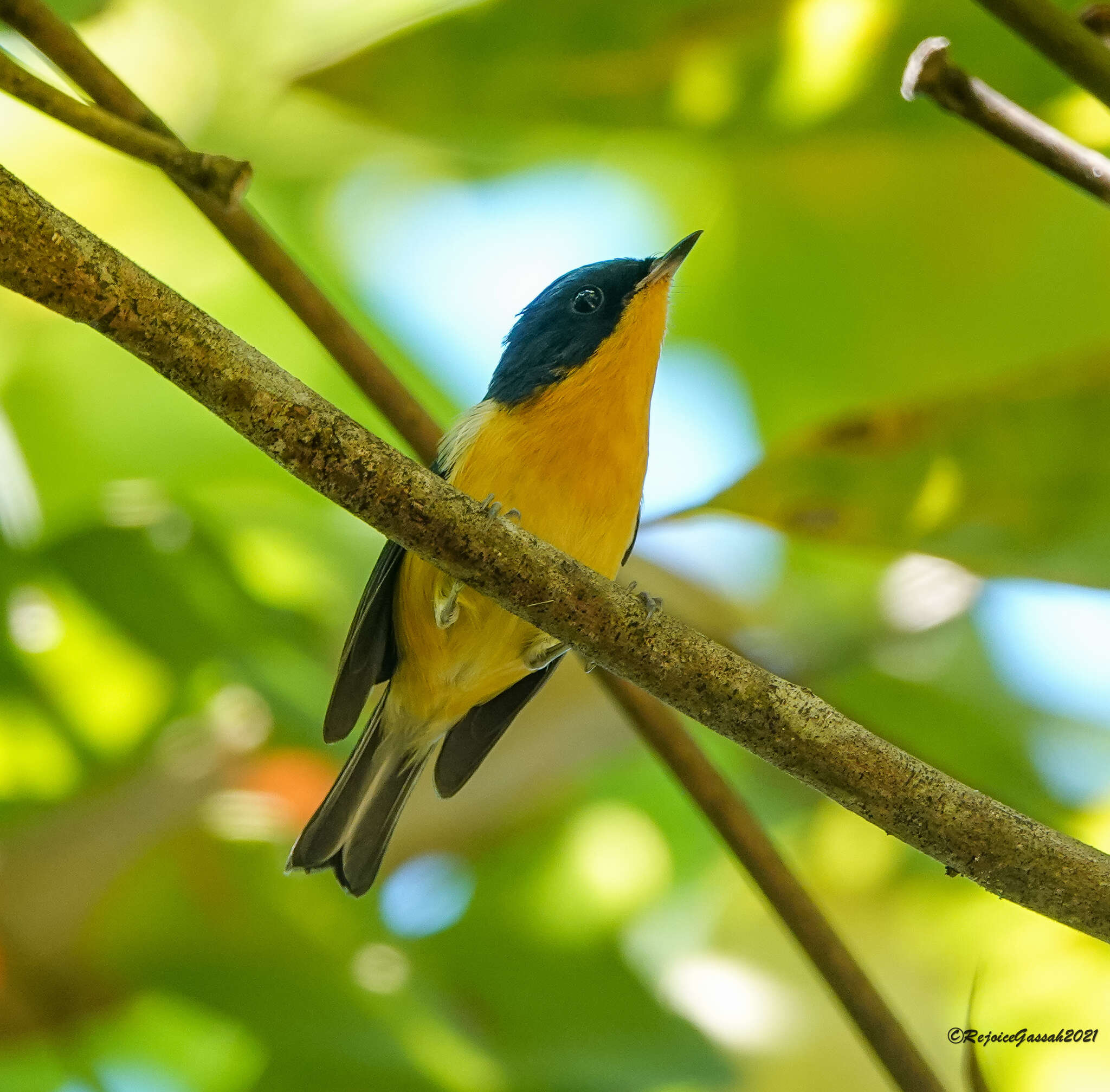 Image of Pygmy Flycatcher