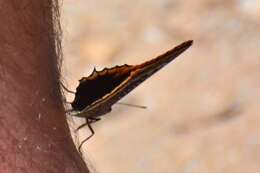 Image of Two-tailed Pasha