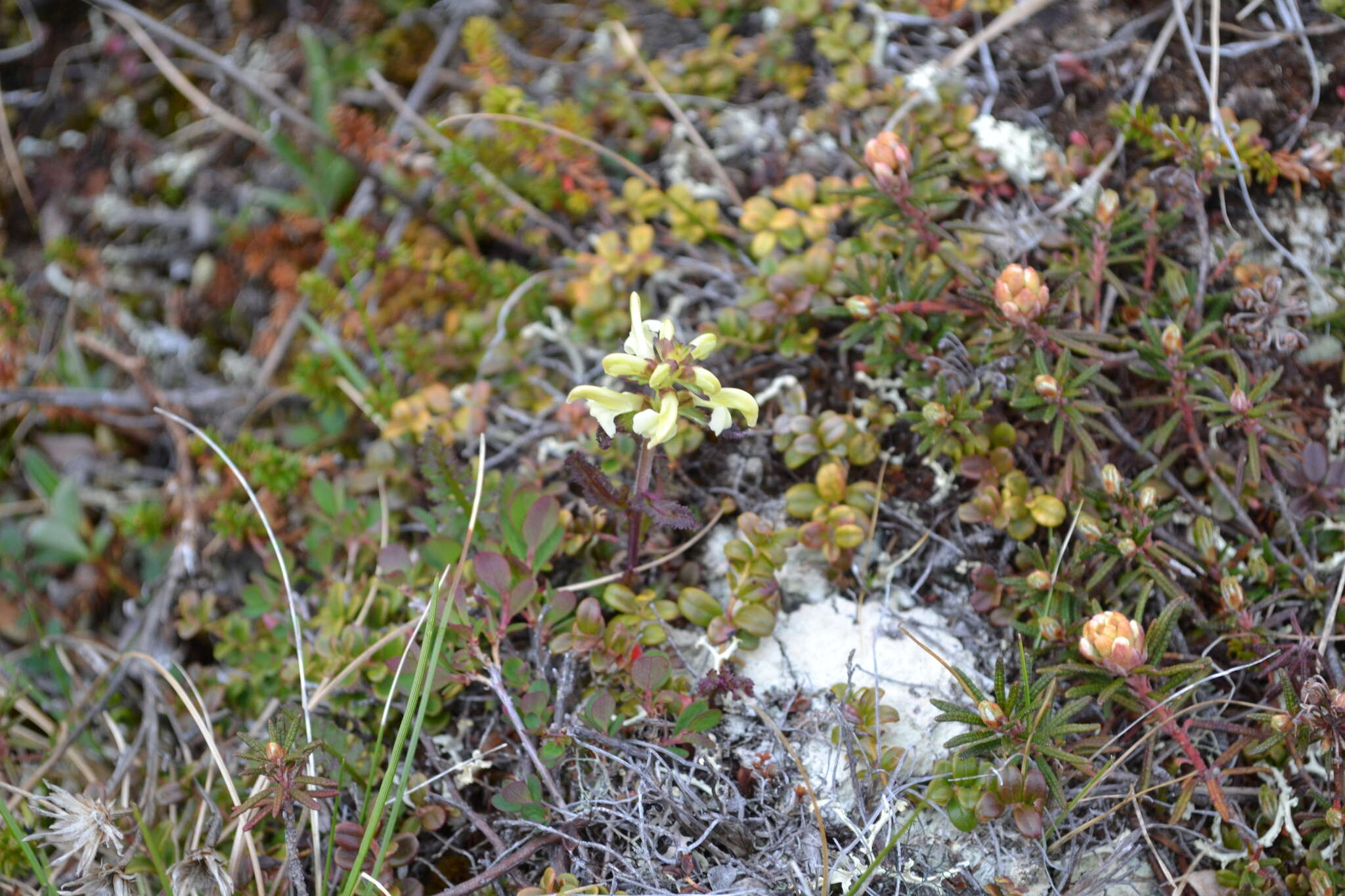 Image of Lapland lousewort