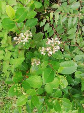 Image of Syzygium caryophyllatum (L.) Alston