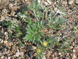 Image of pretty cinquefoil